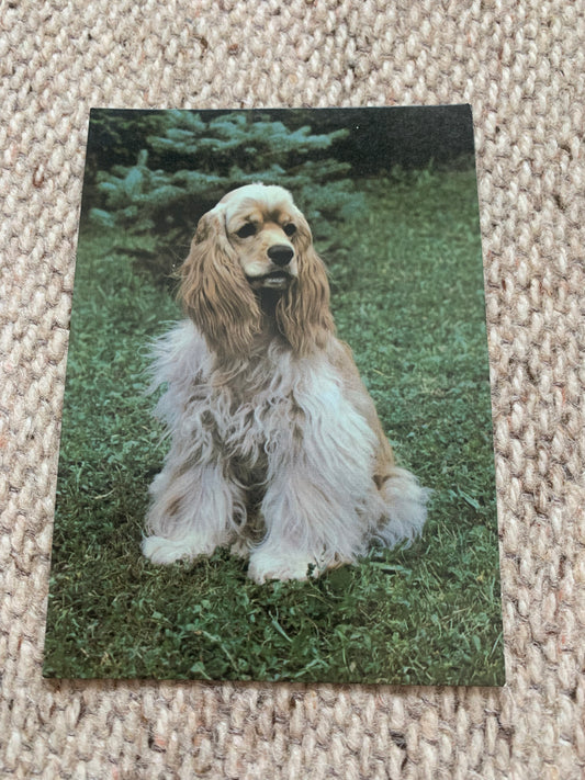 Soviet Russian dog postcard - Cocker Spaniel - 1980s - Printed in Czechoslovakia - unused