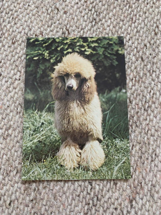 Soviet Russian dog postcard - Small poodle /apricot/ - 1980s - Printed in Czechoslovakia - unused