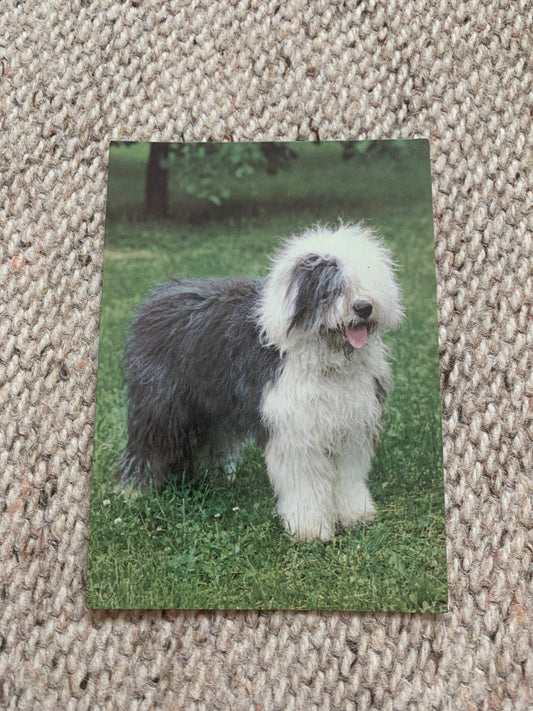 Soviet Russian dog postcard - Bobtail - 1980s - Printed in Czechoslovakia - unused