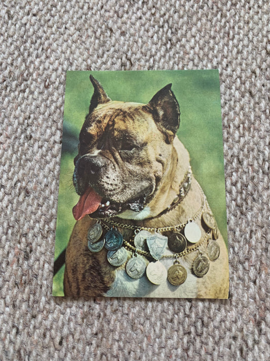 Estonian dog postcard - BOXER - 1979 - unused