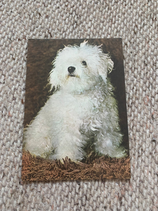 Estonian dog postcard - FRENCH BOLONKA - 1979 - unused