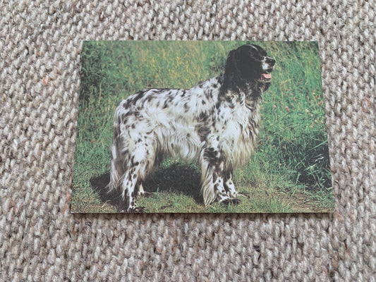 Soviet Russian dog postcard - English Setter - 1988 - unused