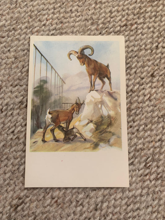 Russian art postcard - Artists N. Stroganova, M. Alekseev - Goats - Animal postcard - Printed in USSR - 1969 - unused