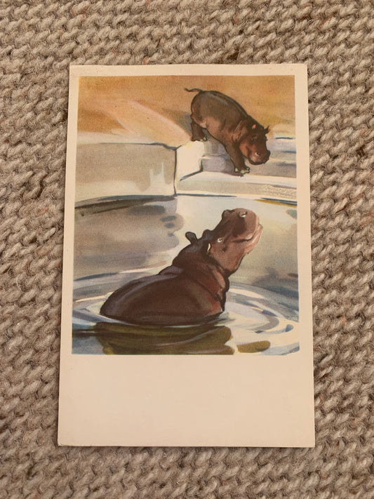 Russian art postcard - Artists N. Stroganova, M. Alekseev - Hippo - Animal postcard - Printed in USSR - 1969 - unused