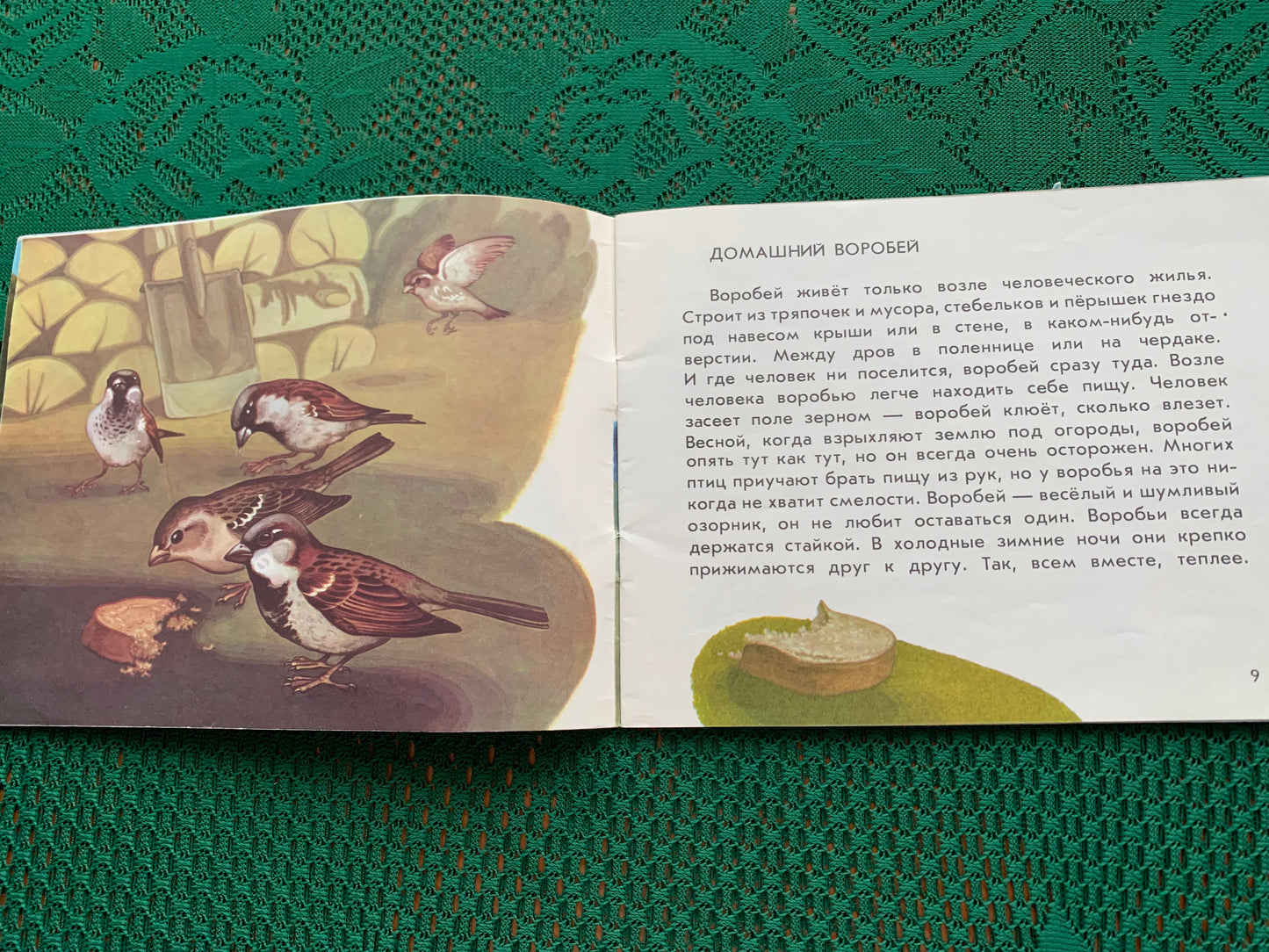 Vintage Estonian Children's Book in Russian - BIRDS - Rein Saluri - 1986