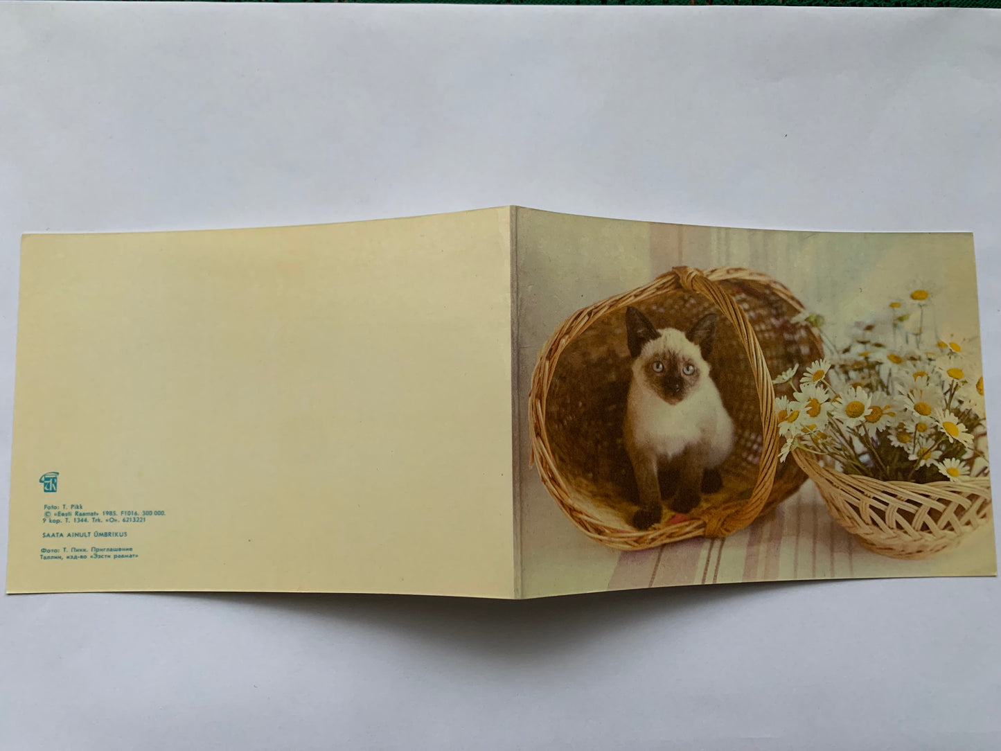 Estonian cat postcard - 1985 - unused