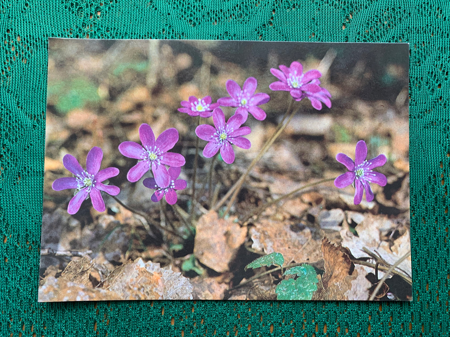Estonian postcard - Flowers - Anemone hepatica - Hepatica nobilis - liverwort - liverleaf - kidneywort - pennywort - Printed in USSR - 1990 - unused
