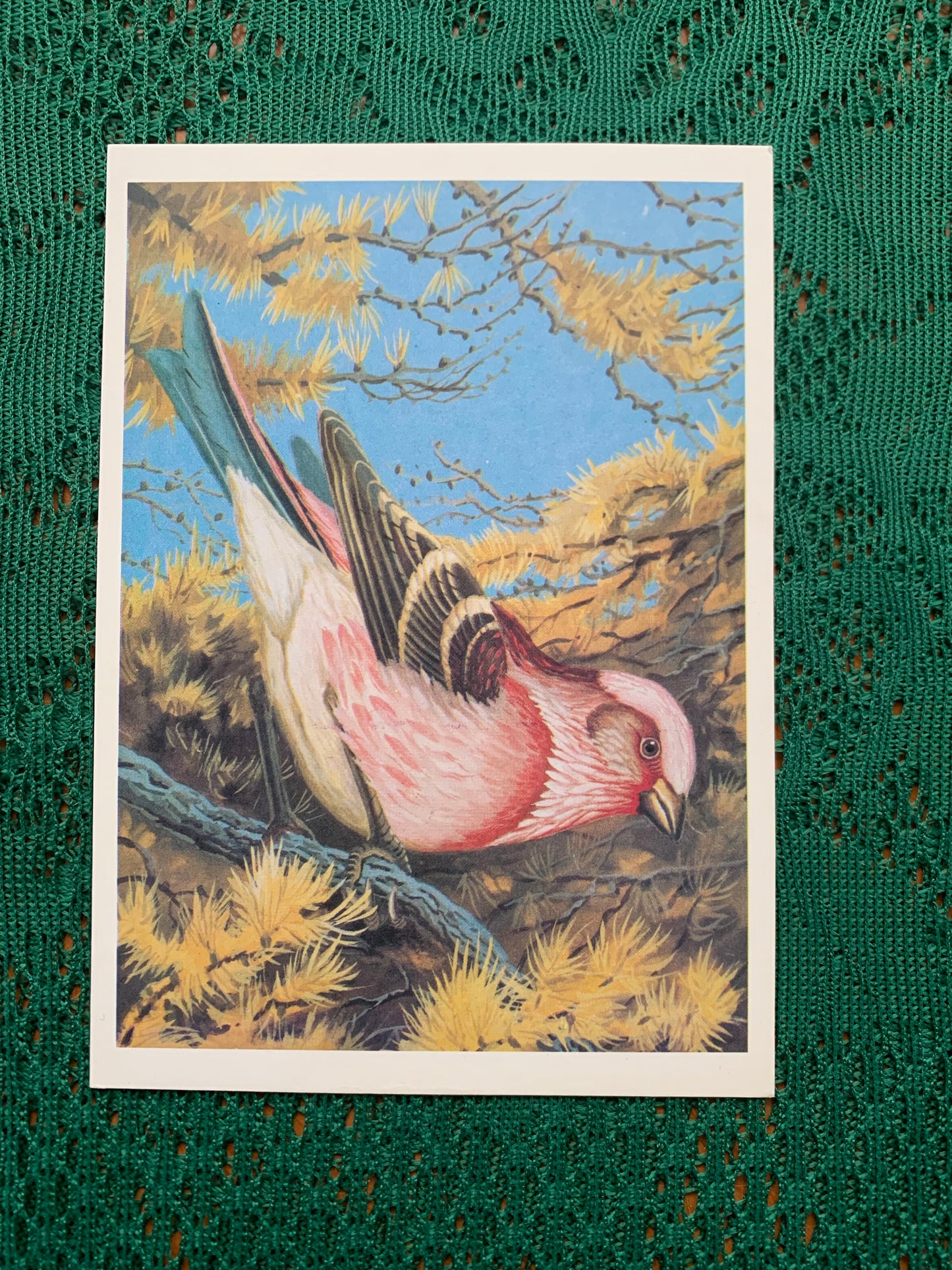 Russian art postcard - Bird postcard - SIBERIAN LENTIL - Artist V.Egorov - Printed in USSR - 1984 - unused