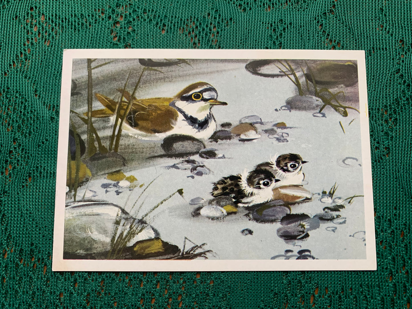 Russian art postcard - Bird postcard - REGENT BOWERBIRD - Artist V. Kanevsky - Printed in USSR - 1981 - unused