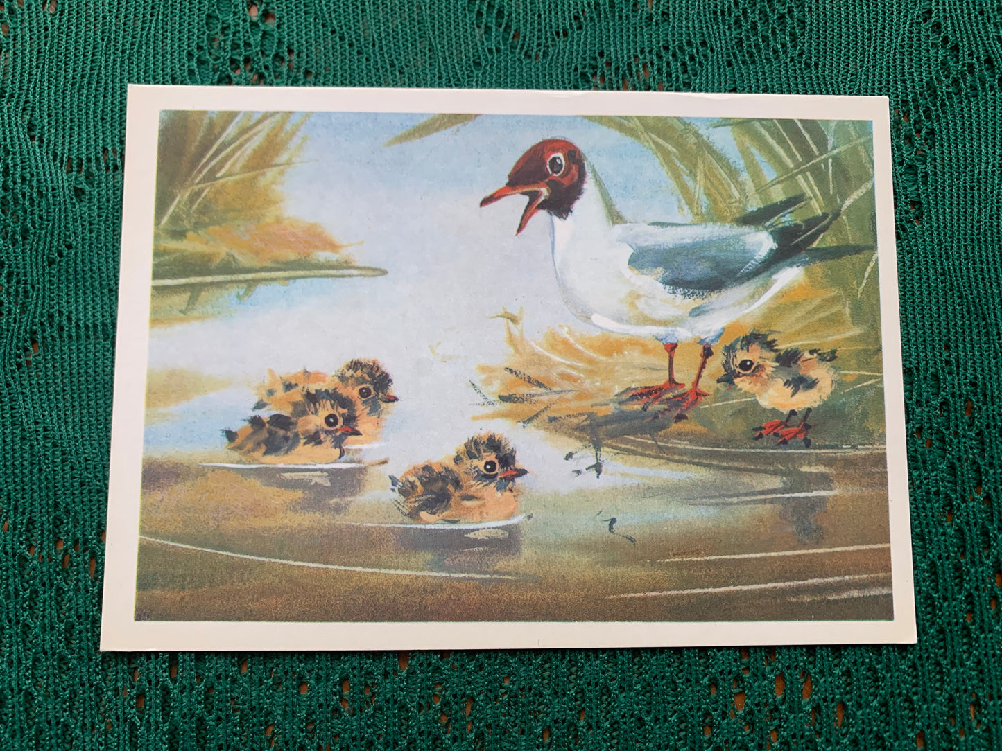 Russian art postcard - Bird postcard - SEAGULL - Artist V. Kanevsky - Printed in USSR - 1980 - unused
