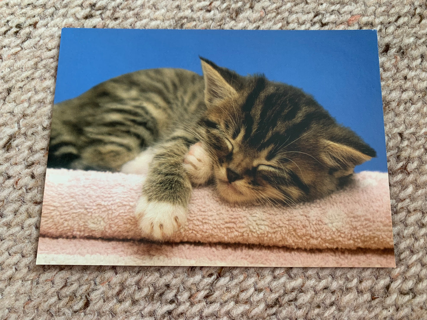 CAT postcard - Collectible card - Printed in Sweden - 2000s - unused