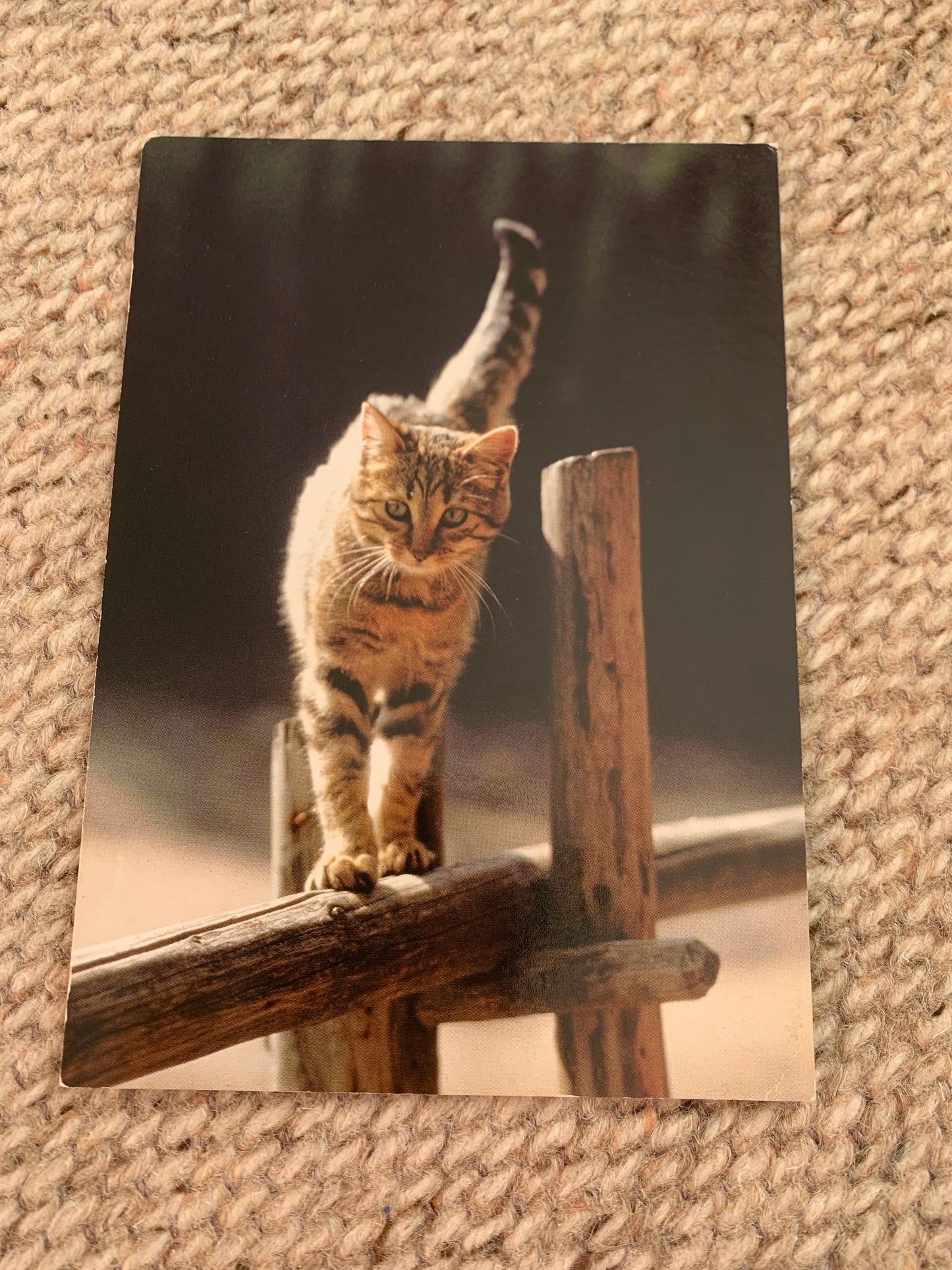 CAT postcard - Collectible card - 1990s - unused