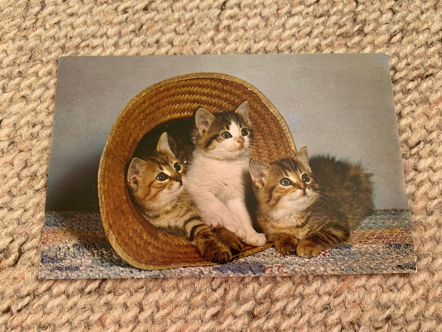 CAT postcard - Collectible card - KITTENS IN THE STRAW - Three Happy Little Kittens Having a Big Time - 2000s - unused