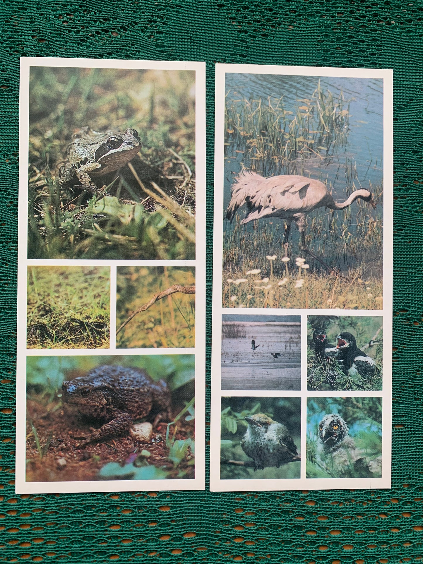 Soviet-time postcard set for collecting - Oka Nature Reserve in Russia - 1986 - unused 14 postcards