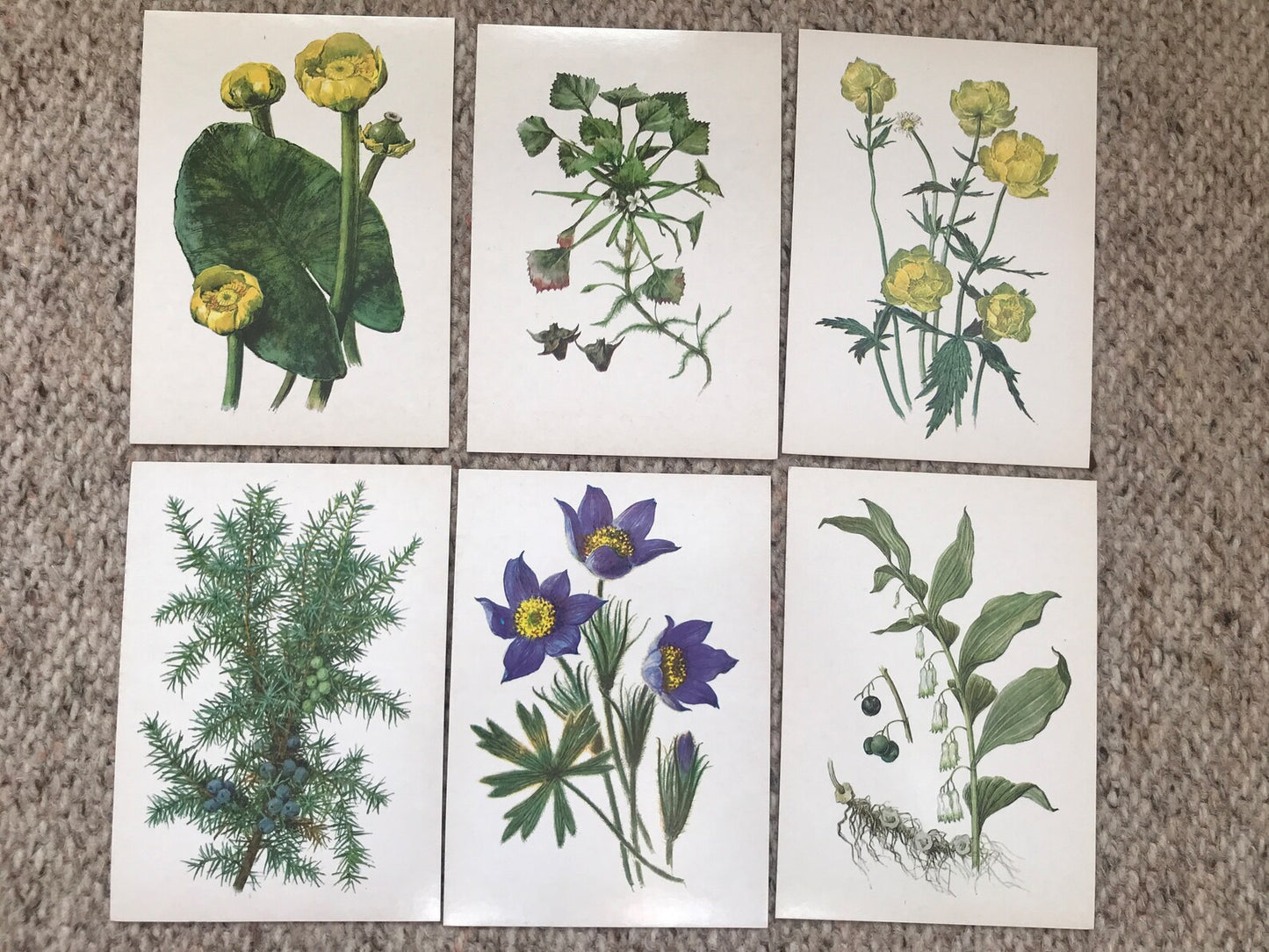 Set of 32 Vintage USSR collectible cards - Biology Cards - Plants Under Protection - 1986 - unused