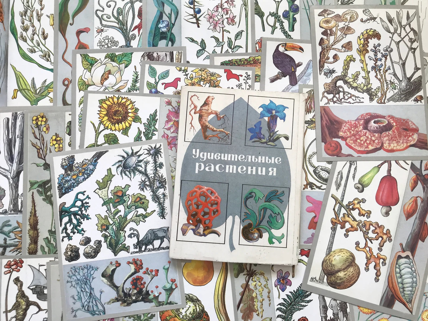 Set of 32 Vintage USSR collectible cards - Biology Cards - Amazing Plants - 1989 - unused