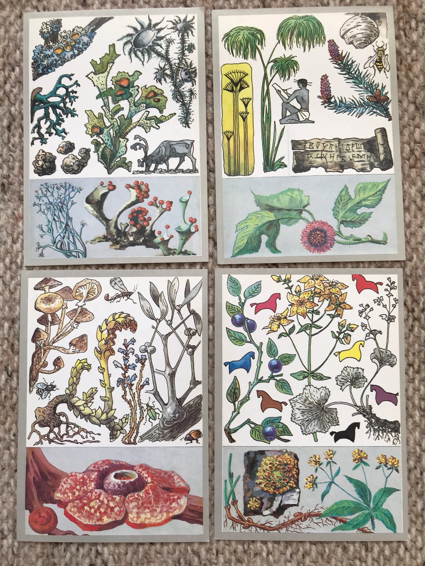 Set of 32 Vintage USSR collectible cards - Biology Cards - Amazing Plants - 1989 - unused